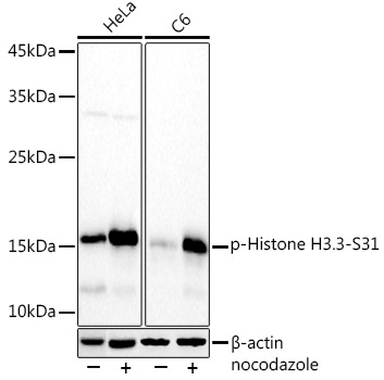 Western blot analysis of various lysates using Phospho-Histone H3.3-S31 Rabbit mAb at 1:1000 dilution. HeLa cells and C6 cells were treated by nocodazole (50 ng/ml) at 37℃ for 20 hours.|Secondary antibody: HRP-conjugated Goat anti-Rabbit IgG (H+L) at 1:10000 dilution.|Lysates/proteins: 25μg per lane.|Blocking buffer: 3% nonfat dry milk in TBST.|Detection: ECL Basic Kit.|Exposure time: 30s.