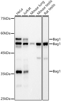 Western blot analysis of various lysates using Bag1 Rabbit mAb at 1:500 dilution.|Secondary antibody: HRP-conjugated Goat anti-Rabbit IgG (H+L) at 1:10000 dilution.|Lysates/proteins: 25μg per lane.|Blocking buffer: 3% nonfat dry milk in TBST.|Detection: ECL Basic Kit.|Exposure time: 30s.