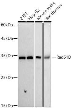 Western blot analysis of various lysates, using Rad51D Rabbit mAb at 1:1000 dilution.|Secondary antibody: HRP-conjugated Goat anti-Rabbit IgG (H+L) at 1:10000 dilution.|Lysates/proteins: 25μg  per lane.|Blocking buffer: 3% nonfat dry milk in TBST.|Detection: ECL Basic Kit.|Exposure time: 90s.