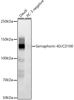 Western blot analysis of various lysates using Semaphorin 4D / CD100 Rabbit mAb at  1:1500 dilution.|Secondary antibody: HRP-conjugated Goat anti-Rabbit IgG (H+L) at 1:10000 dilution.|Lysates/proteins: 25μg per lane.|Blocking buffer: 3% nonfat dry milk in TBST.|Detection: ECL Basic Kit.|Negative control (NC): PC-3.|Exposure time: 1s.