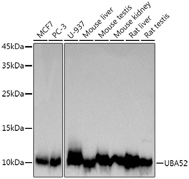 Western blot analysis of various lysates using UBA52 Rabbit mAb (A20876) at  1:1000 dilution.|Secondary antibody: HRP-conjugated Goat anti-Rabbit IgG (H+L) (AS014) at 1:10000 dilution.|Lysates/proteins: 25μg per lane.|Blocking buffer: 3% nonfat dry milk in TBST.|Detection: ECL Basic Kit (RM00020).|Exposure time: 3s.