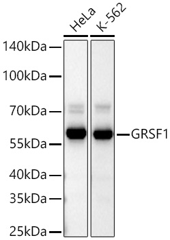 Western blot analysis of various lysates using GRSF1 Rabbit mAb at 1:1000 dilution incubated overnight at 4℃.|Secondary antibody: HRP-conjugated Goat anti-Rabbit IgG (H+L) at 1:10000 dilution.|Lysates/proteins: 25 μg per lane.|Blocking buffer: 3% nonfat dry milk in TBST.|Detection: ECL Basic Kit.|Exposure time: 10 s.