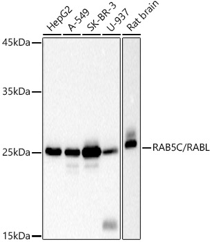 Western blot analysis of various lysates using RAB5C / RABL Rabbit mAb at 1:1000 dilution.|Secondary antibody: HRP-conjugated Goat anti-Rabbit IgG (H+L) at 1:10000 dilution.|Lysates/proteins: 25μg per lane.|Blocking buffer: 3% nonfat dry milk in TBST.|Detection: ECL Basic Kit.|Exposure time: 10s.
