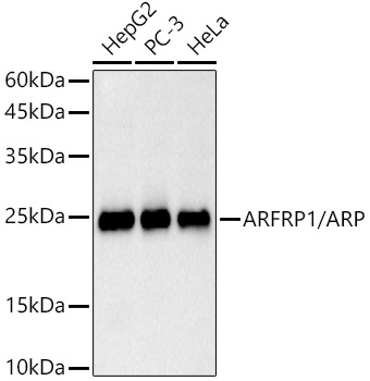 Western blot analysis of various lysates using ARFRP1 / ARP  Rabbit mAb at 1:1000 dilution.|Secondary antibody: HRP-conjugated Goat anti-Rabbit IgG (H+L) at 1:10000 dilution.|Lysates/proteins: 25μg per lane.|Blocking buffer: 3% nonfat dry milk in TBST.|Detection: ECL Basic Kit.|Exposure time: 90s.