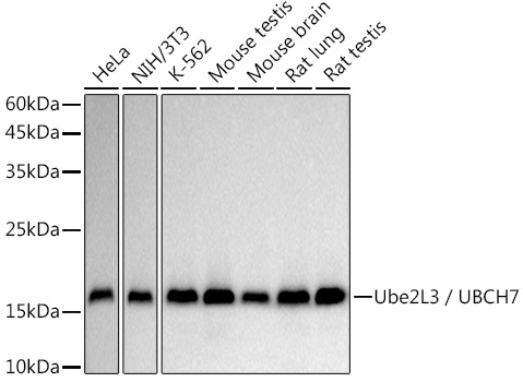 Western blot analysis of various lysates, using Ube2L3 / UBCH7 Rabbit mAb (A20887) at 1:500 dilution.|Secondary antibody: HRP-conjugated Goat anti-Rabbit IgG (H+L) (AS014) at 1:10000 dilution.|Lysates/proteins: 25μg per lane.|Blocking buffer: 3% nonfat dry milk in TBST.|Detection: ECL Basic Kit (RM00020).|Exposure time: 3s.
