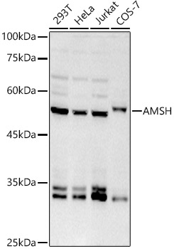 Western blot analysis of various lysates using AMSH Rabbit mAb at 1:1000 dilution.|Secondary antibody: HRP-conjugated Goat anti-Rabbit IgG (H+L) at 1:10000 dilution.|Lysates/proteins: 25μg per lane.|Blocking buffer: 3% nonfat dry milk in TBST.|Detection: ECL Basic Kit.|Exposure time: 180s.