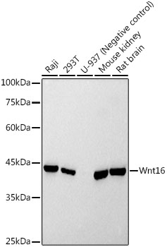 Western blot analysis of various lysates using Wnt16 Rabbit mAb (A20899) at 1:500 dilution.|Secondary antibody: HRP-conjugated Goat anti-Rabbit IgG (H+L) (AS014) at 1:10000 dilution.|Lysates/proteins: 25μg per lane.|Blocking buffer: 3% nonfat dry milk in TBST.|Detection: ECL Basic Kit (RM00020).|Exposure time: 10s.