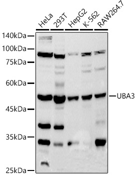 Western blot analysis of various lysates using UBA3 Rabbit mAb (A20902) at 1:500 dilution.|Secondary antibody: HRP-conjugated Goat anti-Rabbit IgG (H+L) (AS014) at 1:10000 dilution.|Lysates/proteins: 25μg per lane.|Blocking buffer: 3% nonfat dry milk in TBST.|Detection: ECL Basic Kit (RM00020).|Exposure time: 30s.