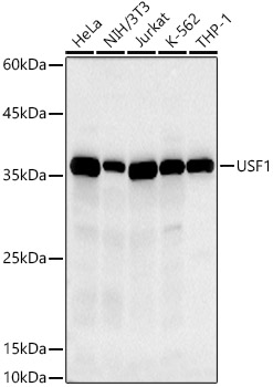 Western blot analysis of various lysates using USF1 Rabbit mAb (A20903) at 1:500 dilution.|Secondary antibody: HRP-conjugated Goat anti-Rabbit IgG (H+L) (AS014) at 1:10000 dilution.|Lysates/proteins: 25μg per lane.|Blocking buffer: 3% nonfat dry milk in TBST.|Detection: ECL Basic Kit (RM00020).|Exposure time: 30s.