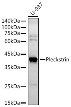 Western blot analysis of various lysates using Pleckstrin Rabbit mAb at 1:500 dilution.|Secondary antibody: HRP-conjugated Goat anti-Rabbit IgG (H+L) at 1:10000 dilution.|Lysates/proteins: 25μg per lane.|Blocking buffer: 3% nonfat dry milk in TBST.|Detection: ECL Basic Kit.|Exposure time: 180s.