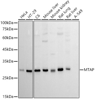 Western blot analysis of various lysates using MTAP Rabbit mAb at 1:1000 dilution.|Secondary antibody: HRP-conjugated Goat anti-Rabbit IgG (H+L) at 1:10000 dilution.|Lysates/proteins: 25μg per lane.|Blocking buffer: 3% nonfat dry milk in TBST.|Detection: ECL Basic Kit.|Exposure time: 30s.