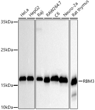 Western blot analysis of various lysates using RBM3 Rabbit mAb at 1:500 dilution.|Secondary antibody: HRP-conjugated Goat anti-Rabbit IgG (H+L) at 1:10000 dilution.|Lysates/proteins: 25μg per lane.|Blocking buffer: 3% nonfat dry milk in TBST.|Detection: ECL Basic Kit.|Exposure time: 30s.