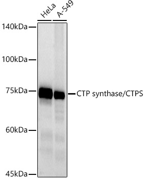 Western blot analysis of various lysates using CTP synthase / CTPS Rabbit mAb at 1:500 dilution.|Secondary antibody: HRP-conjugated Goat anti-Rabbit IgG (H+L) at 1:10000 dilution.|Lysates/proteins: 25μg per lane.|Blocking buffer: 3% nonfat dry milk in TBST.|Detection: ECL Basic Kit.|Exposure time: 10s.