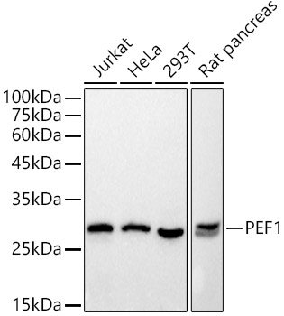 Western blot analysis of various lysates using PEF1 Rabbit mAb at 1:500 dilution.|Secondary antibody: HRP-conjugated Goat anti-Rabbit IgG (H+L) at 1:10000 dilution.|Lysates/proteins: 25μg per lane.|Blocking buffer: 3% nonfat dry milk in TBST.|Detection: ECL Basic Kit.|Exposure time: 1s.