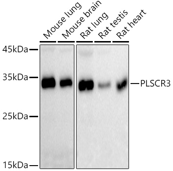 Western blot analysis of various lysates, using PLSCR3 Rabbit mAb at 1:1000 dilution.|Secondary antibody: HRP-conjugated Goat anti-Rabbit IgG (H+L) at 1:10000 dilution.|Lysates/proteins: 25μg  per lane.|Blocking buffer: 3% nonfat dry milk in TBST.|Detection: ECL Basic Kit.|Exposure time: 30s.