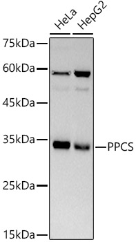 Western blot analysis of various lysates using PPCS Rabbit mAb at 1:500 dilution.|Secondary antibody: HRP-conjugated Goat anti-Rabbit IgG (H+L) at 1:10000 dilution.|Lysates/proteins: 25μg per lane.|Blocking buffer: 3% nonfat dry milk in TBST.|Detection: ECL Basic Kit.|Exposure time: 30s.