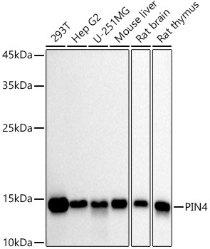 Western blot analysis of various lysates using PIN4 Rabbit mAb at 1:1000 dilution.|Secondary antibody: HRP-conjugated Goat anti-Rabbit IgG (H+L) at 1:10000 dilution.|Lysates/proteins: 25μg per lane.|Blocking buffer: 3% nonfat dry milk in TBST.|Detection: ECL Basic Kit.|Exposure time: 30s.