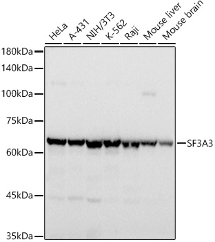 Western blot analysis of various lysates using SF3A3 Rabbit mAb at 1:500 dilution.|Secondary antibody: HRP-conjugated Goat anti-Rabbit IgG (H+L) at 1:10000 dilution.|Lysates/proteins: 25μg per lane.|Blocking buffer: 3% nonfat dry milk in TBST.|Detection: ECL Basic Kit.|Exposure time: 1s.