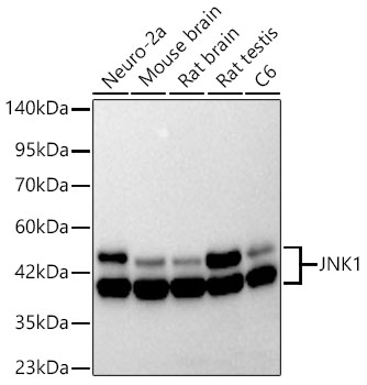 Western blot analysis of various lysates using [KD Validated] JNK1 Rabbit mAb (A21888) at 1:1000 dilution.|Secondary antibody: HRP-conjugated Goat anti-Rabbit IgG (H+L) (AS014) at 1:10000 dilution.|Lysates/proteins: 25μg per lane.|Blocking buffer: 3% nonfat dry milk in TBST.|Detection: ECL Basic Kit (RM00020).|Exposure time: 45s.
