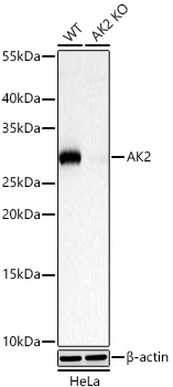 Western blot analysis of lysates from wild type (WT) and AK2 knockout (KO) HeLa cells using [KO Validated] AK2 Rabbit mAb (A20934) at 1:5000 dilution incubated at room temperature for 1.5 hours.|Secondary antibody: HRP-conjugated Goat anti-Rabbit IgG (H+L) (AS014) at 1:10000 dilution.|Lysates/proteins: 25 μg per lane.|Blocking buffer: 3% nonfat dry milk in TBST.|Detection: ECL Basic Kit (RM00020).|Exposure time: 5 s.