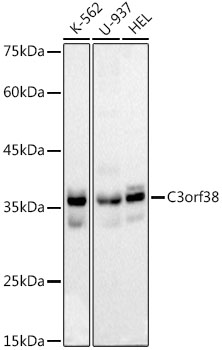 Western blot analysis of various lysates using C3orf38 Rabbit mAb at 1:1000 dilution.|Secondary antibody: HRP-conjugated Goat anti-Rabbit IgG (H+L) at 1:10000 dilution.|Lysates/proteins: 25μg per lane.|Blocking buffer: 3% nonfat dry milk in TBST.|Detection: ECL Basic Kit.|Exposure time: 30s.