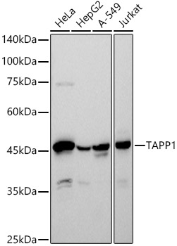 Western blot analysis of various lysates,using TAPP1 Rabbit mAb at 1:500 dilution.Secondary antibody: HRP-conjugated Goat anti-Rabbit IgG (H+L) at 1:10000 dilution.Lysates/proteins: 25μg per lane.Blocking buffer: 3% nonfat dry milk in TBST.Detection: ECL Basic Kit.Exposure time: 90s.