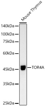 Western blot analysis of lysates from Mouse Thymus, using TOR4A Rabbit mAb (A20952) at 1 : 1000 dilution.|Secondary antibody: HRP-conjugated Goat anti-Rabbit IgG (H+L) (AS014) at 1:10000 dilution.|Lysates/proteins: 25μg per lane.|Blocking buffer: 3% nonfat dry milk in TBST.|Detection: ECL Basic Kit (RM00020).|Exposure time: 90s.