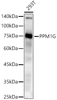 Western blot analysis of lysates from various  lysates, using PPM1G Rabbit mAb at 1:500 dilution.|Secondary antibody: HRP-conjugated Goat anti-Rabbit IgG (H+L) at 1:10000 dilution.|Lysates/proteins: 25μg  per lane.|Blocking buffer: 3% nonfat dry milk in TBST.|Detection: ECL Basic Kit.|Exposure time: 10s.