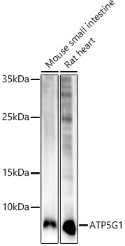 Western blot analysis of various lysates using ATP5G1 Rabbit mAb at 1:1000 dilution.|Secondary antibody: HRP-conjugated Goat anti-Rabbit IgG (H+L) at 1:10000 dilution.|Lysates/proteins: 25μg per lane.|Blocking buffer: 3% nonfat dry milk in TBST.|Detection: ECL Basic Kit.|Exposure time: 90s.