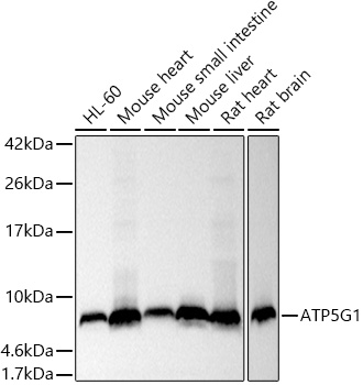 Western blot analysis of various lysates using ATP5G1 Rabbit mAb at 1:1000 dilution.|Secondary antibody: HRP-conjugated Goat anti-Rabbit IgG (H+L) at 1:10000 dilution.|Lysates/proteins: 25μg per lane.|Blocking buffer: 3% nonfat dry milk in TBST.|Detection: ECL Basic Kit.|Exposure time: 1s.