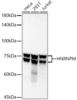 Western blot analysis of various lysates using HNRNPM Rabbit mAb at 1:1000 dilution.|Secondary antibody: HRP-conjugated Goat anti-Rabbit IgG (H+L) at 1:10000 dilution.|Lysates/proteins: 25μg per lane.|Blocking buffer: 3% nonfat dry milk in TBST.|Detection: ECL Basic Kit.|Exposure time: 3s.