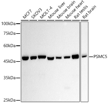 Western blot analysis of various lysates using PSMC5 Rabbit mAb at 1:1000 dilution.|Secondary antibody: HRP-conjugated Goat anti-Rabbit IgG (H+L) at 1:10000 dilution.|Lysates/proteins: 25μg per lane.|Blocking buffer: 3% nonfat dry milk in TBST.|Detection: ECL Basic Kit.|Exposure time: 30s.