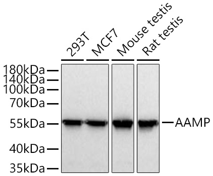 Western blot analysis of various lysates using AAMP Rabbit mAb (A20970) at 1:1000 dilution incubated at room temperature for 1.5 hours.|Secondary antibody: HRP-conjugated Goat anti-Rabbit IgG (H+L) (AS014) at 1:10000 dilution.|Lysates/proteins: 25 μg per lane.|Blocking buffer: 3% nonfat dry milk in TBST.|Detection: ECL Basic Kit (RM00020).|Exposure time: 20 s.