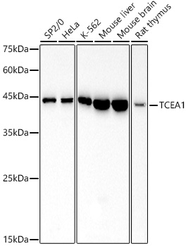 Western blot analysis of various lysates using TCEA1 Rabbit mAb at 1:500 dilution.|Secondary antibody: HRP-conjugated Goat anti-Rabbit IgG (H+L) at 1:10000 dilution.|Lysates/proteins: 25μg per lane.|Blocking buffer: 3% nonfat dry milk in TBST.|Detection: ECL Basic Kit.|Exposure time: 60s.