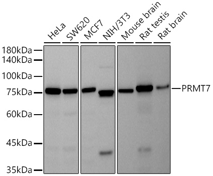 Western blot analysis of various lysates using PRMT7 Rabbit mAb at 1:500 dilution.|Secondary antibody: HRP-conjugated Goat anti-Rabbit IgG (H+L) at 1:10000 dilution.|Lysates/proteins: 25μg per lane.|Blocking buffer: 3% nonfat dry milk in TBST.|Detection: ECL Basic Kit.|Exposure time: 30s.