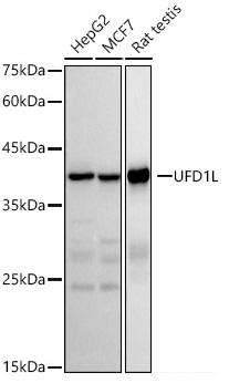 Western blot analysis of various lysates using UFD1L Rabbit mAb (A20977) at 1:500 dilution.|Secondary antibody: HRP-conjugated Goat anti-Rabbit IgG (H+L) (AS014) at 1:10000 dilution.|Lysates/proteins: 25μg per lane.|Blocking buffer: 3% nonfat dry milk in TBST.|Detection: ECL Basic Kit (RM00020).|Exposure time: 30s.