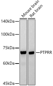 Western blot analysis of various lysates using PTPRR Rabbit mAb at 1:1000 dilution.|Secondary antibody: HRP-conjugated Goat anti-Rabbit IgG (H+L) at 1:10000 dilution.|Lysates/proteins: 25μg per lane.|Blocking buffer: 3% nonfat dry milk in TBST.|Detection: ECL Basic Kit.|Exposure time: 30s.