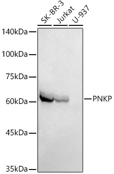 Western blot analysis of various lysates using PNKP Rabbit mAb at1:1000 dilution.|Secondary antibody: HRP-conjugated Goat anti-Rabbit IgG (H+L) at 1:10000 dilution.|Lysates/proteins: 25μg per lane.|Blocking buffer: 3% nonfat dry milk in TBST.|Detection: ECL Basic Kit.|Exposure time: 180s.