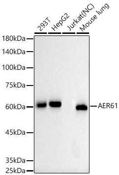 Western blot analysis of various lysates using AER61 Rabbit mAb at1:1000 dilution.|Secondary antibody: HRP-conjugated Goat anti-Rabbit IgG (H+L) at 1:10000 dilution.|Lysates/proteins: 25 μg per lane.|Blocking buffer: 3% nonfat dry milk in TBST.|Detection: ECL Basic Kit.|Negative control (NC): Jurkat.|Exposure time: 90 s.