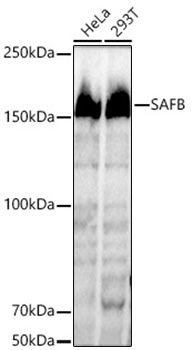 Western blot analysis of various lysates using SAFB Rabbit mAb at1:500 dilution.|Secondary antibody: HRP-conjugated Goat anti-Rabbit IgG (H+L) at 1:10000 dilution.|Lysates/proteins: 25μg per lane.|Blocking buffer: 3% nonfat dry milk in TBST.|Detection: ECL Basic Kit.|Exposure time: 3s.