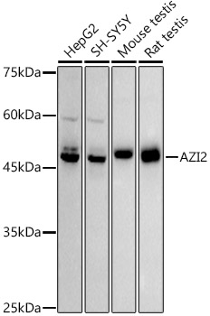 Western blot analysis of various lysates using AZI2 Rabbit mAb at1:1000 dilution.|Secondary antibody: HRP-conjugated Goat anti-Rabbit IgG (H+L) at 1:10000 dilution.|Lysates/proteins: 25μg per lane.|Blocking buffer: 3% nonfat dry milk in TBST.|Detection: ECL Basic Kit.|Exposure time: 180s.