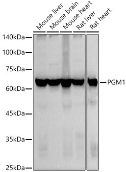 Western blot analysis of various lysates using PGM1 Rabbit mAb at1:1000 dilution.|Secondary antibody: HRP-conjugated Goat anti-Rabbit IgG (H+L) at 1:10000 dilution.|Lysates/proteins: 25μg per lane.|Blocking buffer: 3% nonfat dry milk in TBST.|Detection: ECL Basic Kit.|Exposure time: 3s.