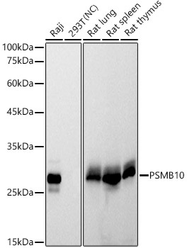 Western blot analysis of various lysates using PSMB10 Rabbit mAb at1:1000 dilution.|Secondary antibody: HRP-conjugated Goat anti-Rabbit IgG (H+L) at 1:10000 dilution.|Lysates/proteins: 25μg per lane.|Blocking buffer: 3% nonfat dry milk in TBST.|Detection: ECL Basic Kit.|Negative control (NC): 293T.|Exposure time: 30s.