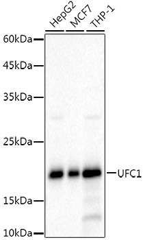 Western blot analysis of various lysates, using UFC1 Rabbit mAb (A21154) at 1:1000 dilution.|Secondary antibody: HRP-conjugated Goat anti-Rabbit IgG (H+L) (AS014) at 1:10000 dilution.|Lysates/proteins: 25μg per lane.|Blocking buffer: 3% nonfat dry milk in TBST.|Detection: ECL Basic Kit (RM00020).|Exposure time: 20s.