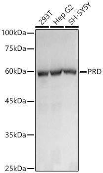 Western blot analysis of various lysates using PRD Rabbit mAb at1:1000 dilution.|Secondary antibody: HRP-conjugated Goat anti-Rabbit IgG (H+L) at 1:10000 dilution.|Lysates/proteins: 25μg per lane.|Blocking buffer: 3% nonfat dry milk in TBST.|Detection: ECL Basic Kit.|Exposure time: 1s.