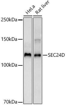 Western blot analysis of various lysates using SEC24D Rabbit mAb at1:1000 dilution.|Secondary antibody: HRP-conjugated Goat anti-Rabbit IgG (H+L) at 1:10000 dilution.|Lysates/proteins: 25μg per lane.|Blocking buffer: 3% nonfat dry milk in TBST.|Detection: ECL Basic Kit.|Exposure time: 3s.