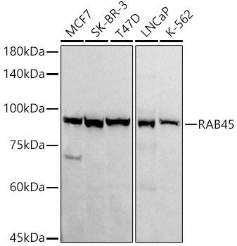 Western blot analysis of various lysates using RAB45 Rabbit mAb at1:1000 dilution.|Secondary antibody: HRP-conjugated Goat anti-Rabbit IgG (H+L) at 1:10000 dilution.|Lysates/proteins: 25 μg per lane.|Blocking buffer: 3% nonfat dry milk in TBST.|Detection: ECL Basic Kit.|Exposure time: 180 s.
