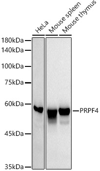 Western blot analysis of various lysates using PRPF4 Rabbit mAb at1:1000 dilution.|Secondary antibody: HRP-conjugated Goat anti-Rabbit IgG (H+L) at 1:10000 dilution.|Lysates/proteins: 25μg per lane.|Blocking buffer: 3% nonfat dry milk in TBST.|Detection: ECL Basic Kit.|Exposure time: 30s.