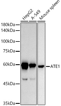 Western blot analysis of various lysates using ATE1 Rabbit mAb at1:1000 dilution.|Secondary antibody: HRP-conjugated Goat anti-Rabbit IgG (H+L) at 1:10000 dilution.|Lysates/proteins: 25μg per lane.|Blocking buffer: 3% nonfat dry milk in TBST.|Detection: ECL Basic Kit.|Exposure time: 180s.