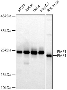 Western blot analysis of various lysates using PMF1 Rabbit mAb at1:1000 dilution.|Secondary antibody: HRP-conjugated Goat anti-Rabbit IgG (H+L) at 1:10000 dilution.|Lysates/proteins: 25μg per lane.|Blocking buffer: 3% nonfat dry milk in TBST.|Detection: ECL Basic Kit.|Exposure time: 90s.